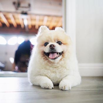 Pet friendly